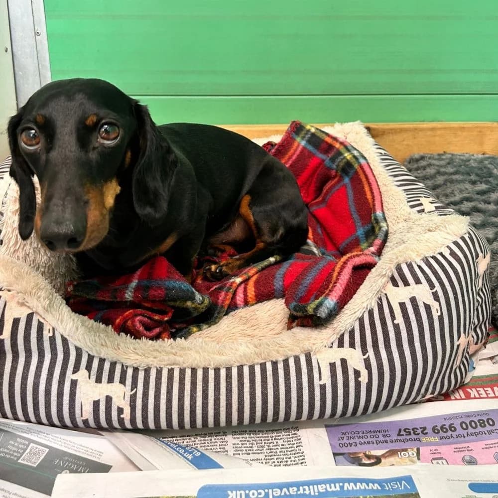 Archie, male 5yo Dachshund for adoption at Many Tears Animal Rescue