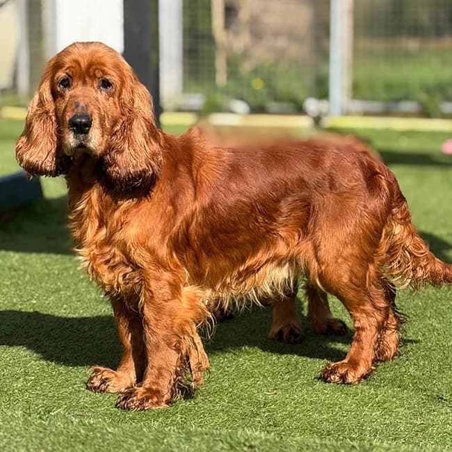 Jess, female 7yo Cocker Spaniel for adoption at Many Tears Animal Rescue