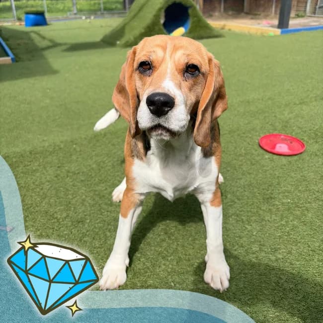Naomi, female 3yo Beagle for adoption at Many Tears Animal Rescue