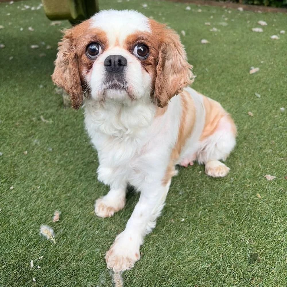 Noodles, female 5yo Cavalier King Charles Spaniel for adoption at Many Tears Animal Rescue, Llanelli