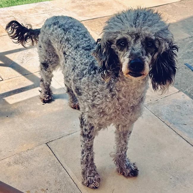 Maisie, female 6yo Poodle for adoption at Many Tears Animal Rescue