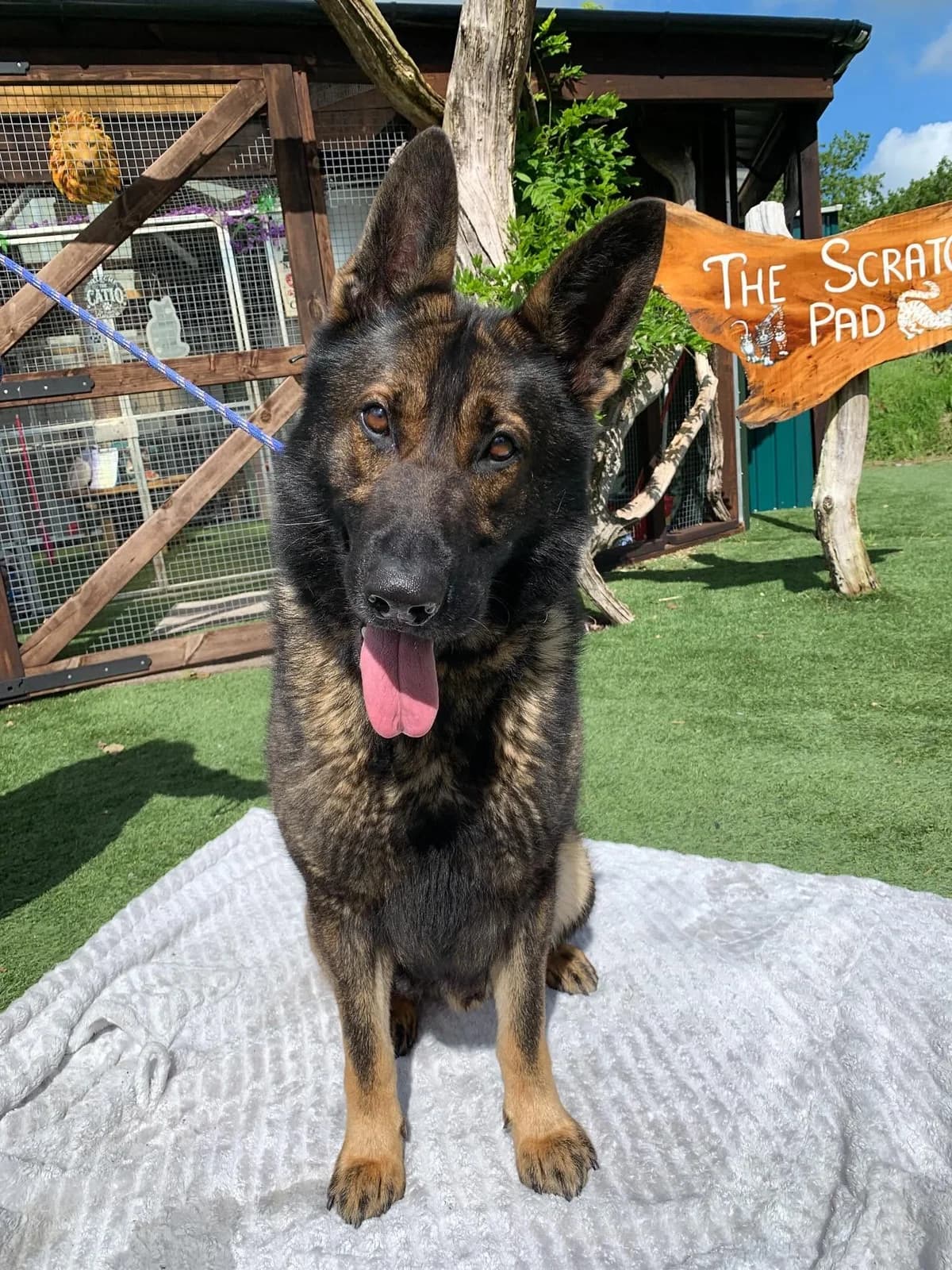 Luca, male 4yo German Shepherd for adoption at Many Tears Animal Rescue
