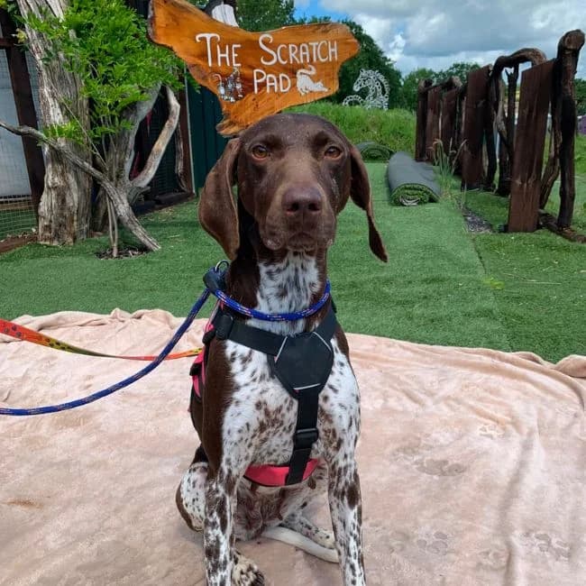 Kiki, female 4yo German Shorthaired Pointer for adoption at Many Tears Animal Rescue