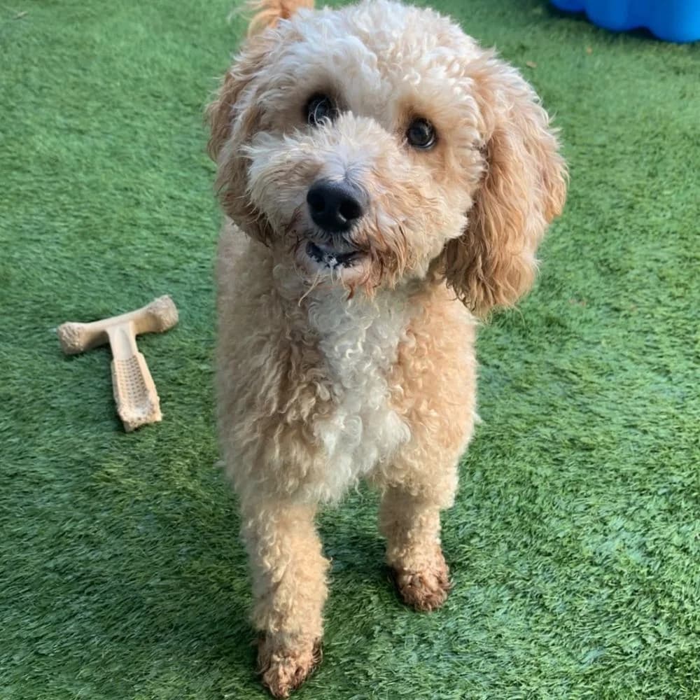 Indie, female 3yo Poodle for adoption at Many Tears Animal Rescue