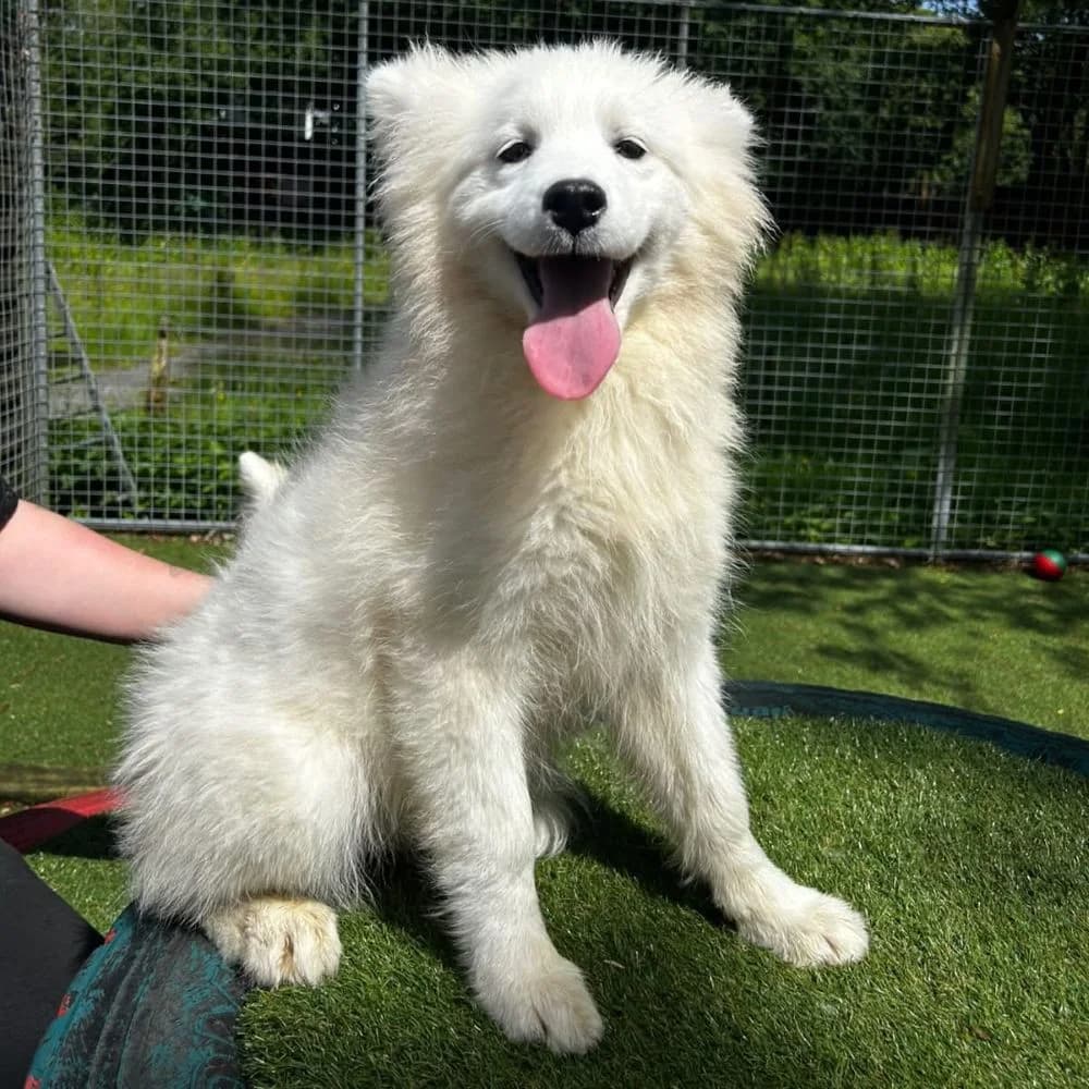 Peace, female puppy Samoyed for adoption at Many Tears Animal Rescue
