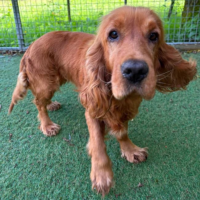 Puzzle, female 5yo Cocker Spaniel for adoption at Many Tears Animal Rescue