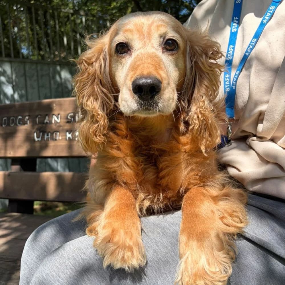Whispy, female senior Cocker Spaniel for adoption at Many Tears Animal Rescue
