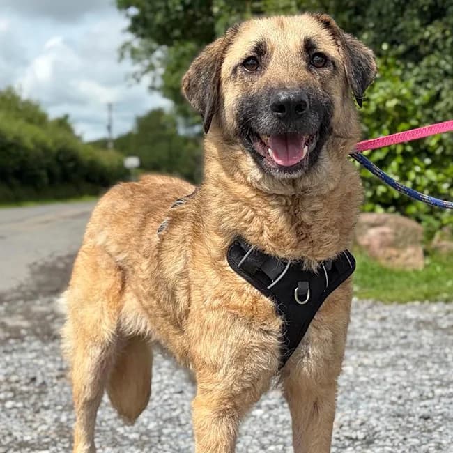 Cooper, male young Mixed Breed for adoption at Many Tears Animal Rescue