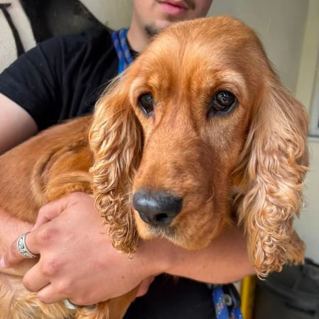 Eve, female 4yo Cocker Spaniel for adoption at Many Tears Animal Rescue