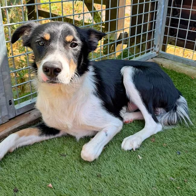 Frankie, male young Collie for adoption at Many Tears Animal Rescue