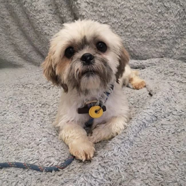 Adeline, female 3yo Shih Tzu for adoption at Many Tears Animal Rescue