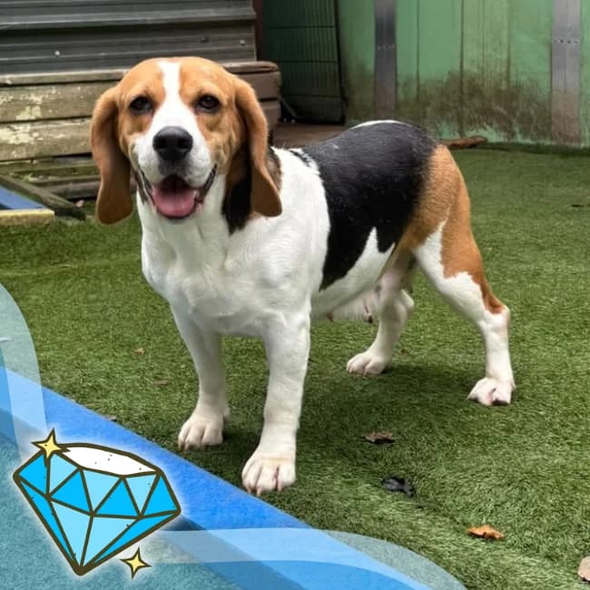 Owl, female 4yo Beagle for adoption at Many Tears Animal Rescue