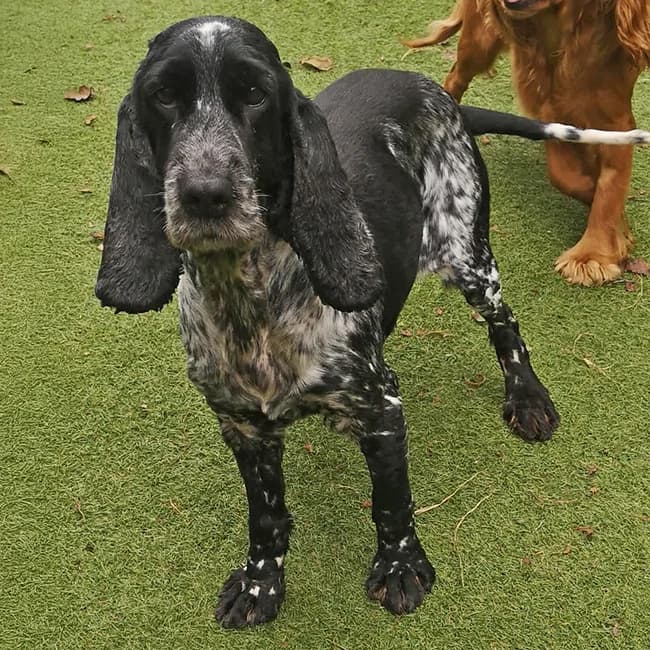 Tara, female senior Cocker Spaniel for adoption at Many Tears Animal Rescue