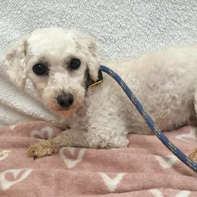 Bee, female 5yo Bichon Frisé for adoption at Many Tears Animal Rescue