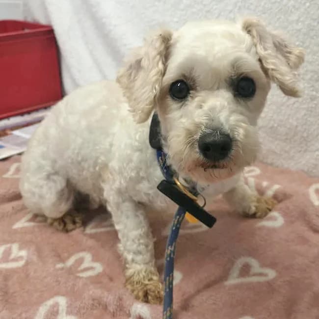 Gemma, female 5yo Bichon Frisé for adoption at Many Tears Animal Rescue