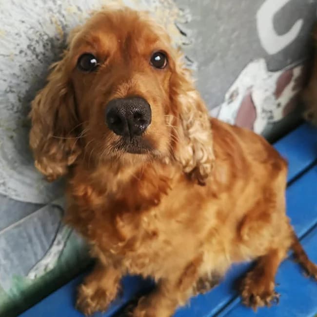 Marina, female 6yo Cocker Spaniel for adoption at Many Tears Animal Rescue