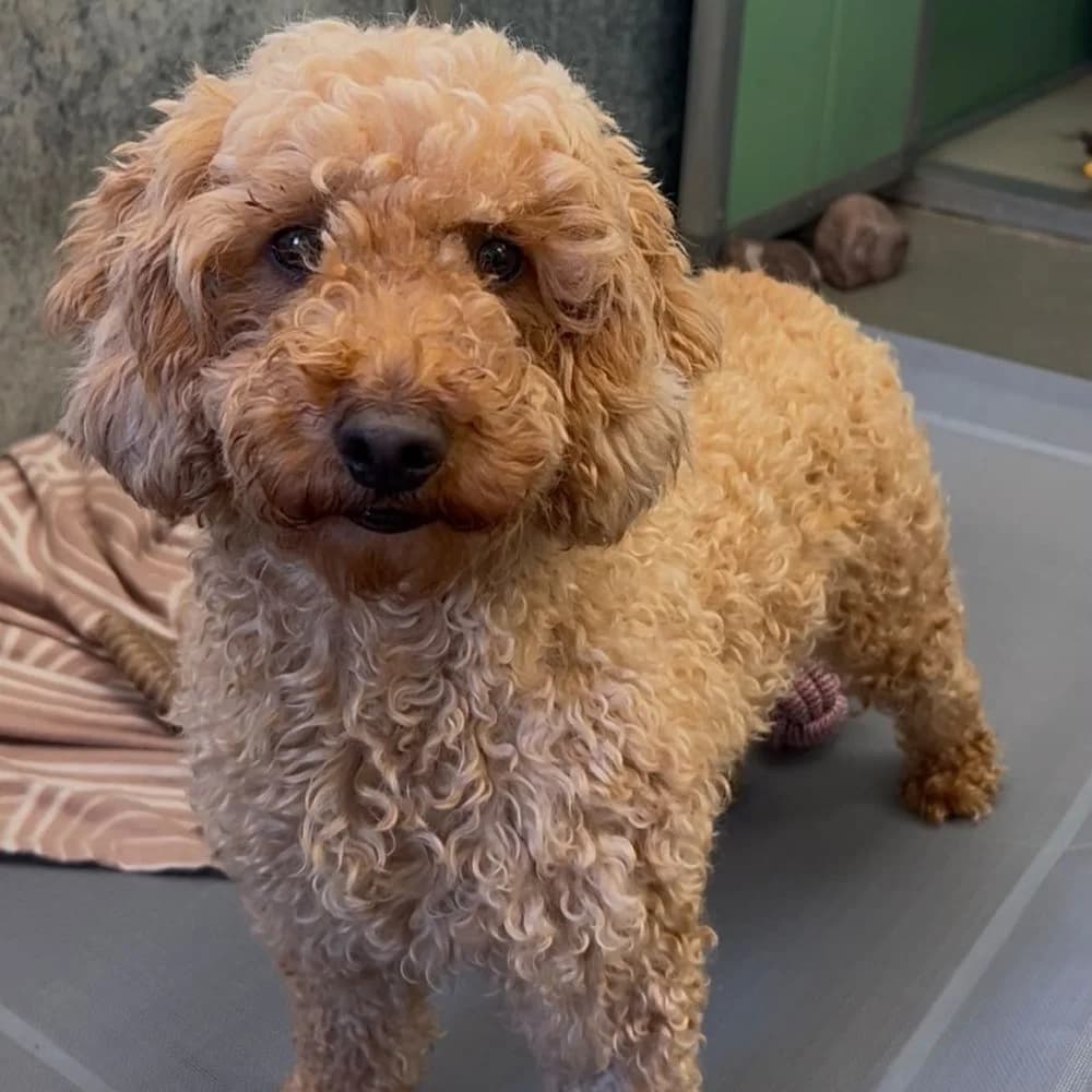 Mabel, female 5yo Poodle for adoption at Many Tears Animal Rescue