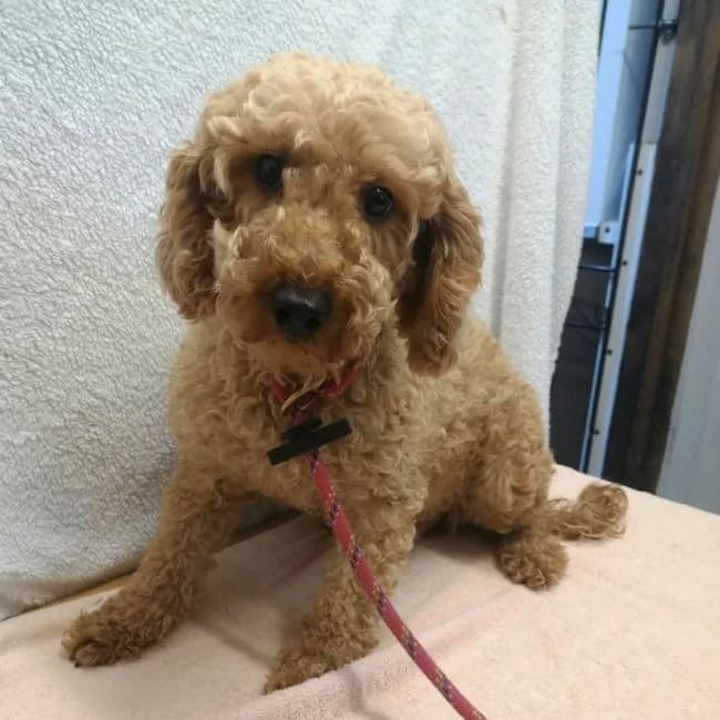 Mabel, female 5yo Poodle for adoption at Many Tears Animal Rescue