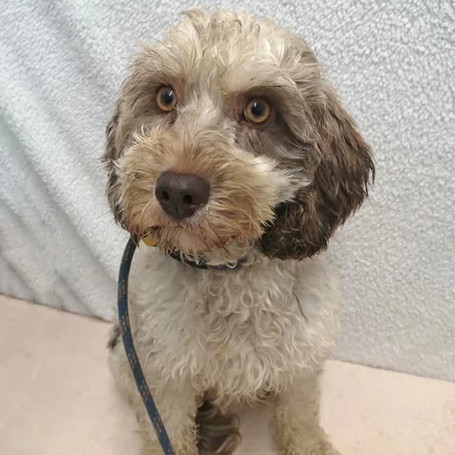 Peppa, female young Poodle for adoption at Many Tears Animal Rescue