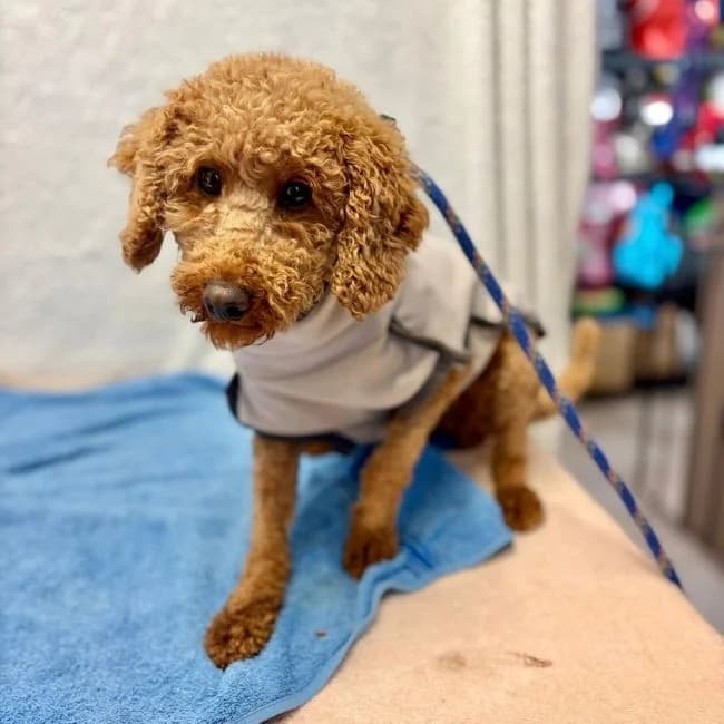 Portia, female 4yo Poodle for adoption at Many Tears Animal Rescue