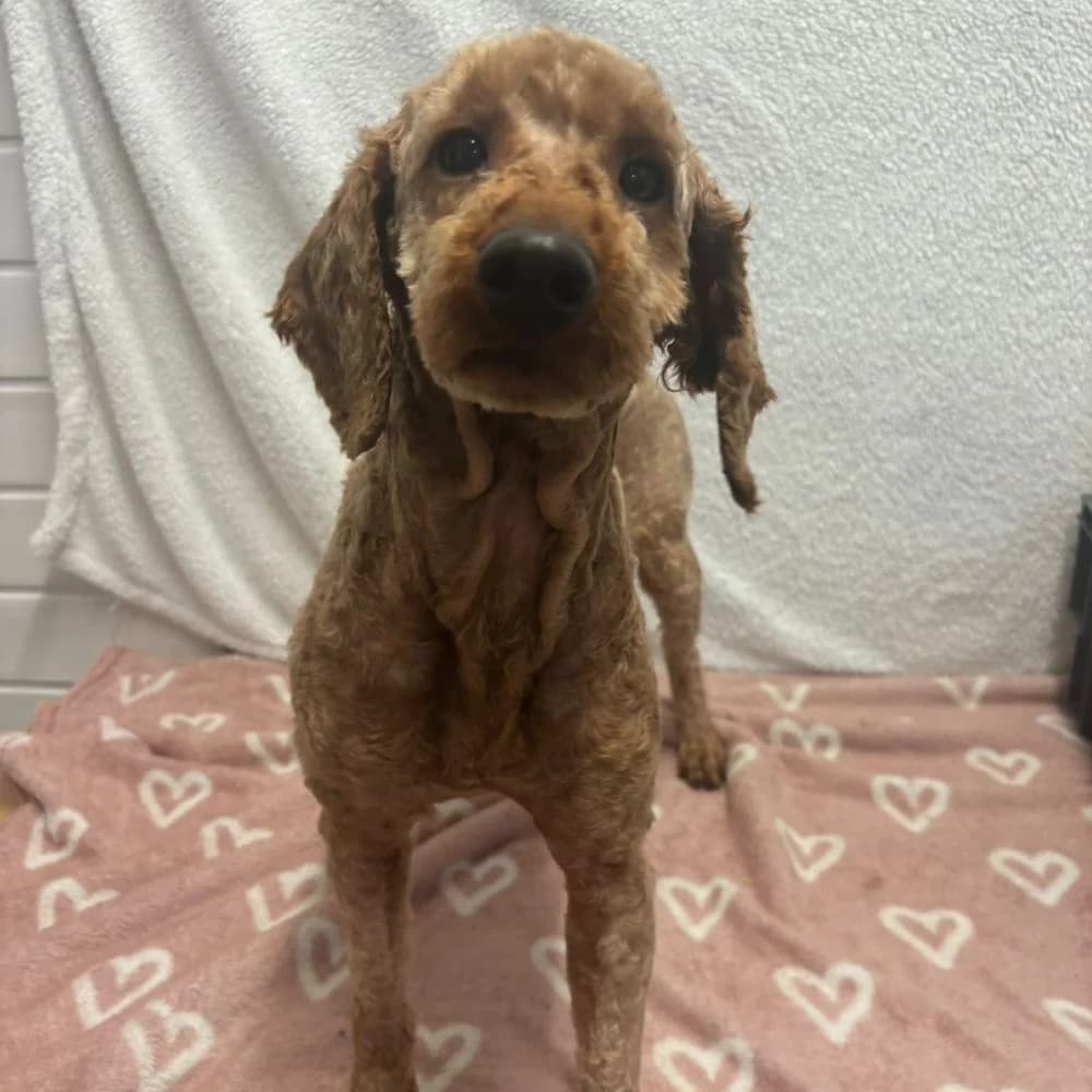 Travis, male 3yo Poodle for adoption at Many Tears Animal Rescue