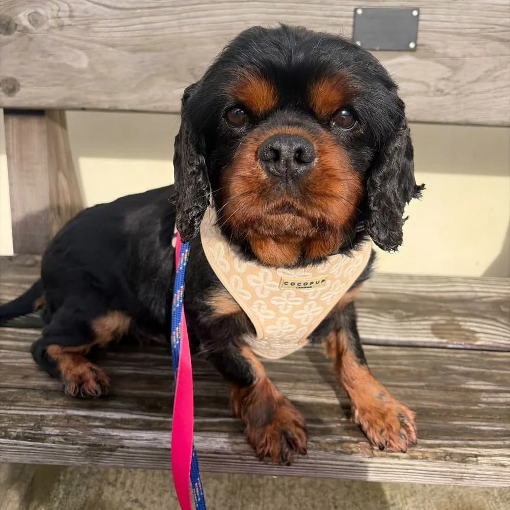 Paddy, male 7yo Cavalier King Charles Spaniel for adoption at Many Tears Animal Rescue