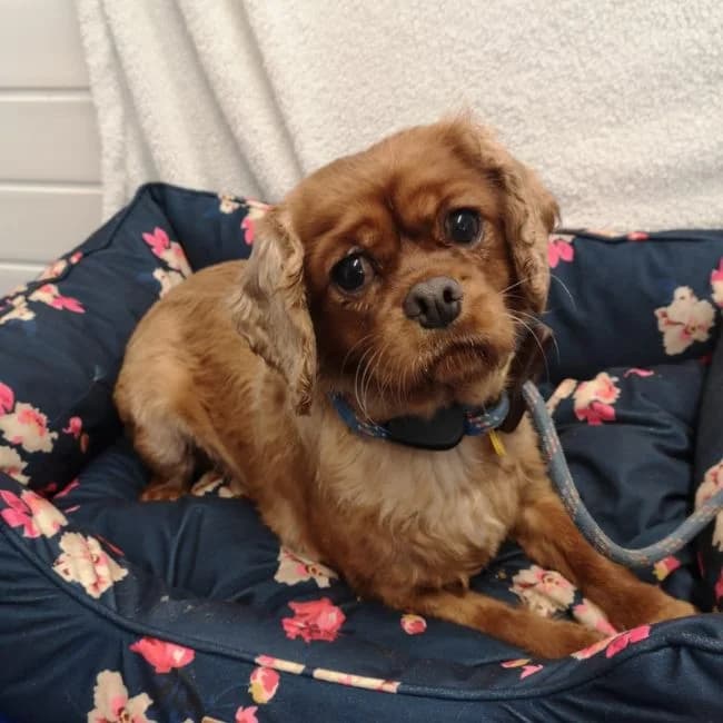 Ruby, female 5yo Cavalier King Charles Spaniel for adoption at Many Tears Animal Rescue