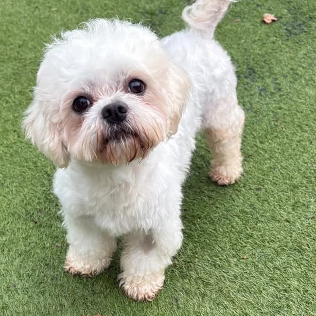 Fuddle Duddle, female young Maltese for adoption at Many Tears Animal Rescue