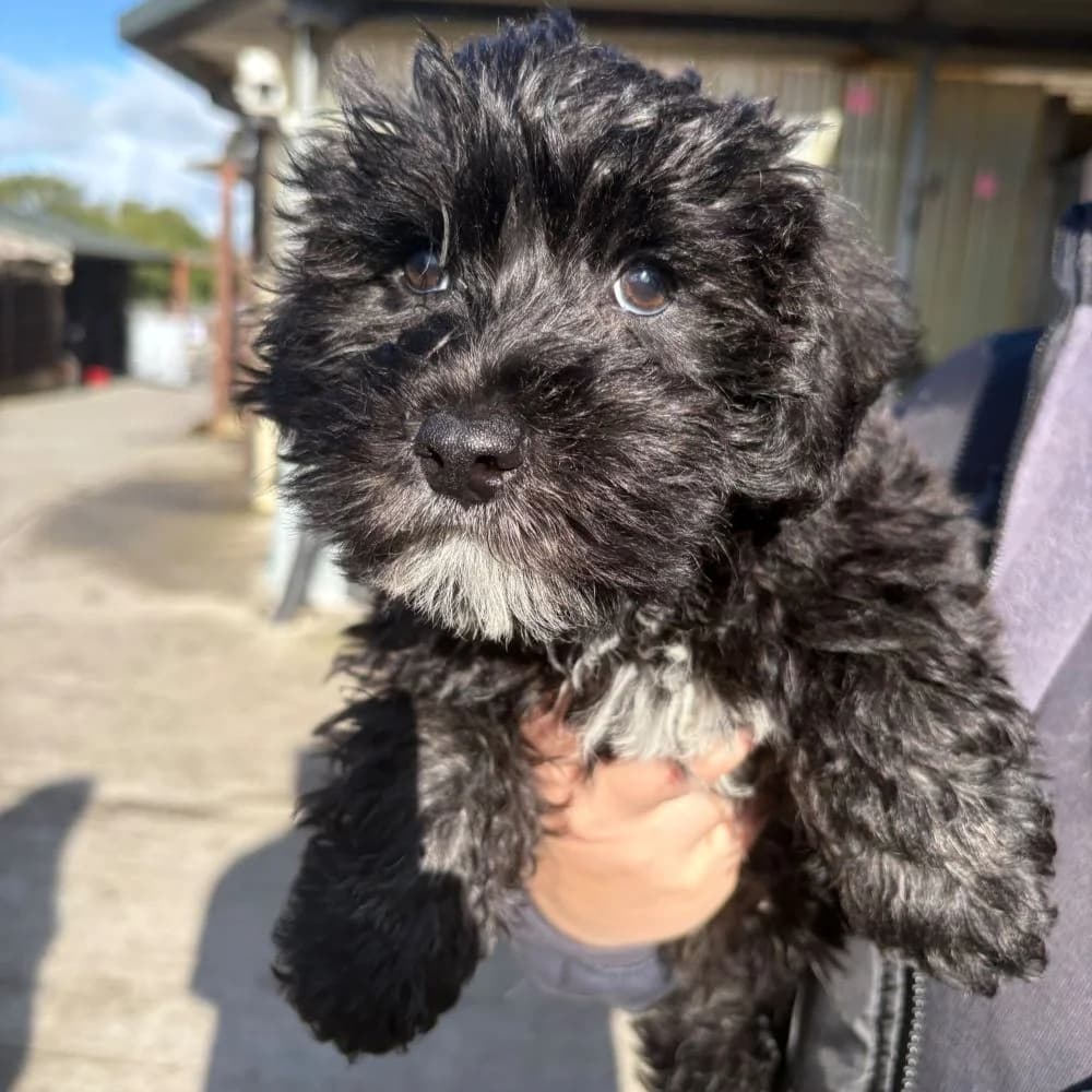 Nescafe, male puppy Poodle for adoption at Many Tears Animal Rescue