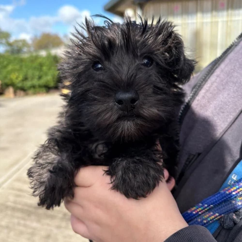 Norway, male puppy Poodle for adoption at Many Tears Animal Rescue