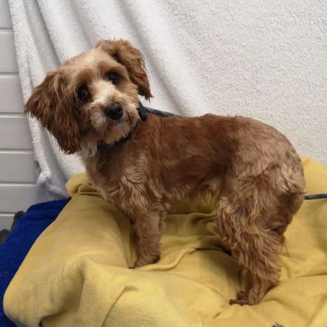 Apple, female 3yo Yorkshire Terrier for adoption at Many Tears Animal Rescue