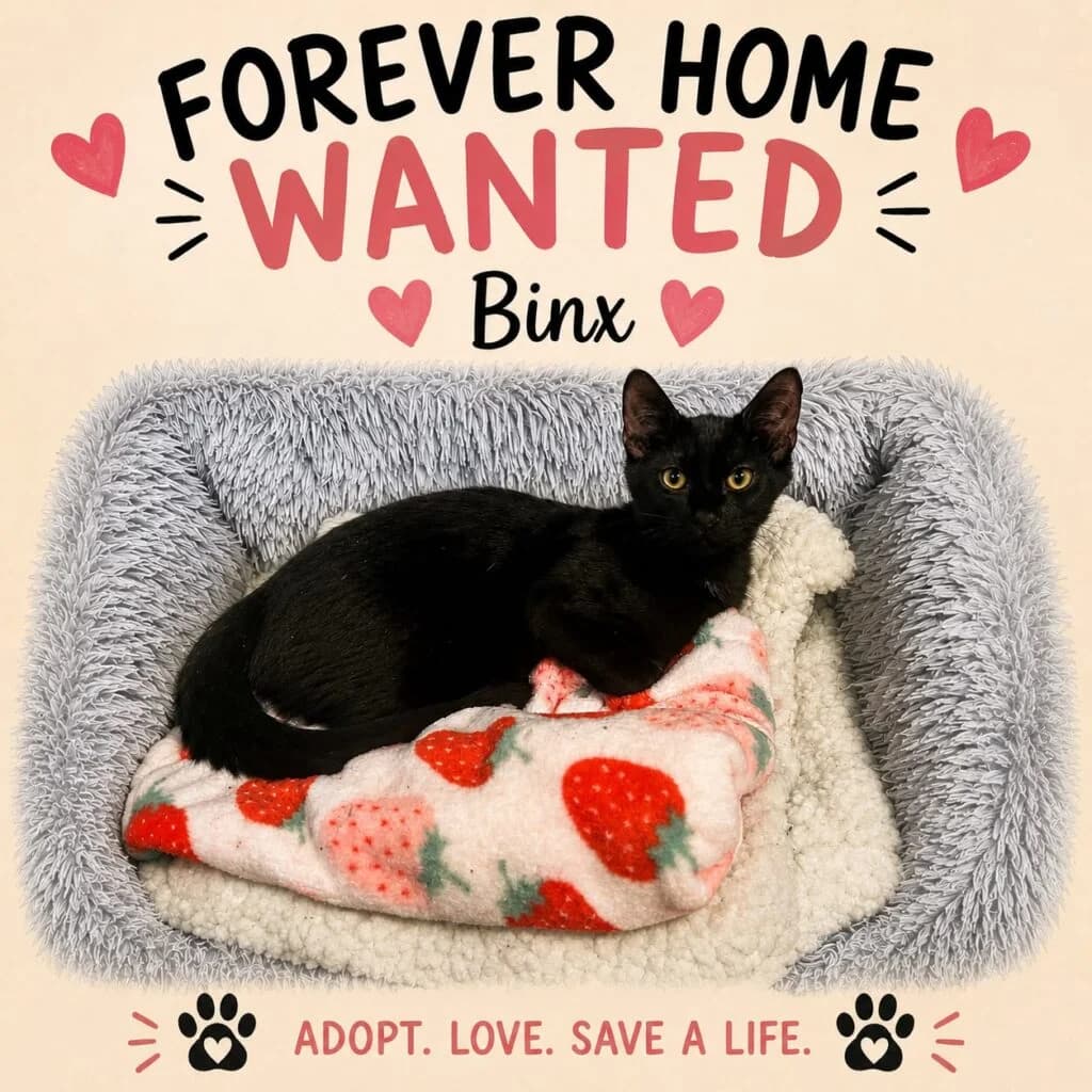 Binx, male puppy Mixed Breed for adoption at Marjorie Nash Cat Rescue