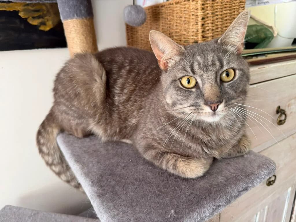 Cosmo, male young Mixed Breed for adoption at Marjorie Nash Cat Rescue