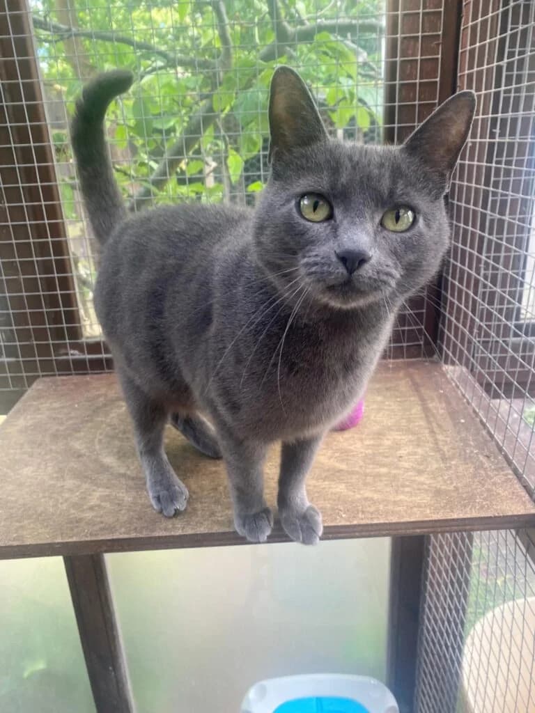 Dotty, female young Mixed Breed for adoption at Marjorie Nash Cat Rescue