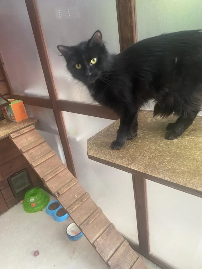 Martha & Monty, female young Mixed Breed for adoption at Marjorie Nash Cat Rescue