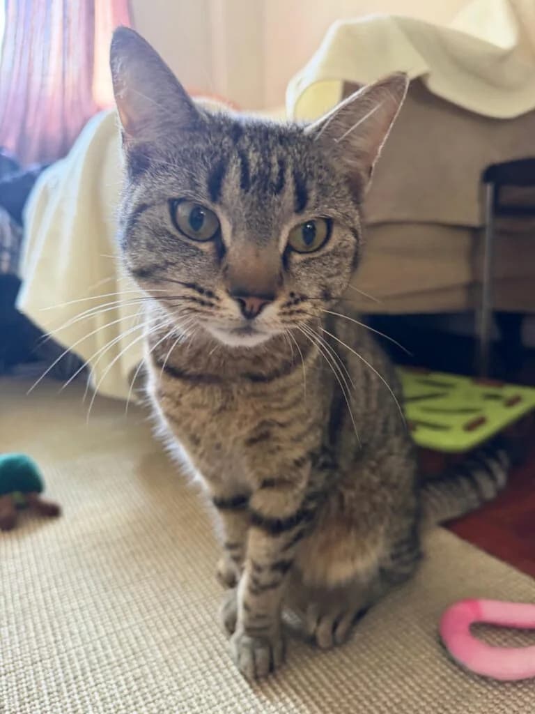 Punchi, female young Mixed Breed for adoption at Marjorie Nash Cat Rescue