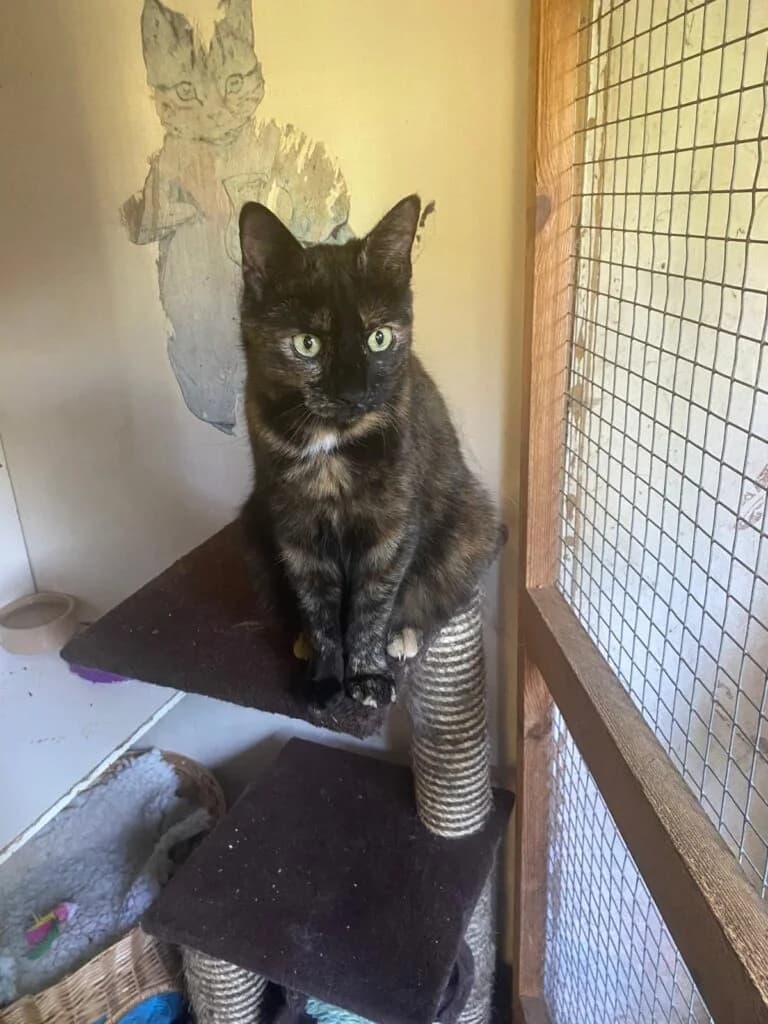 Puss-Cat, female 4yo Mixed Breed for adoption at Marjorie Nash Cat Rescue