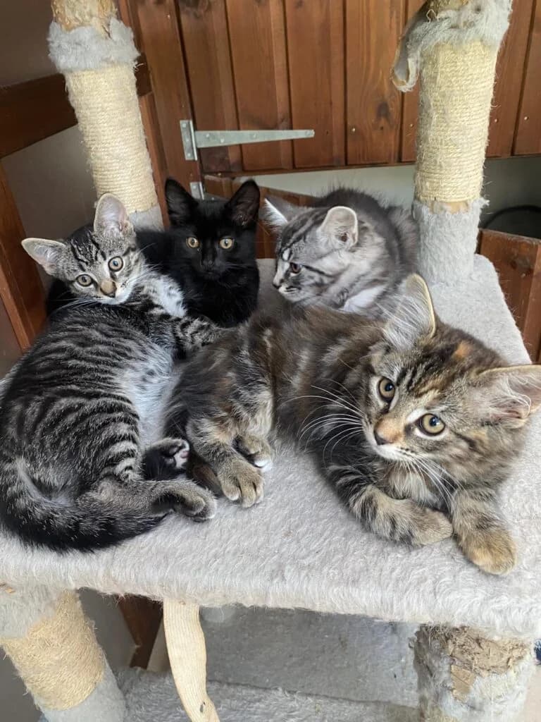 Timber, Tweed, Alfie & Scarlet, male puppy Mixed Breed for adoption at Marjorie Nash Cat Rescue