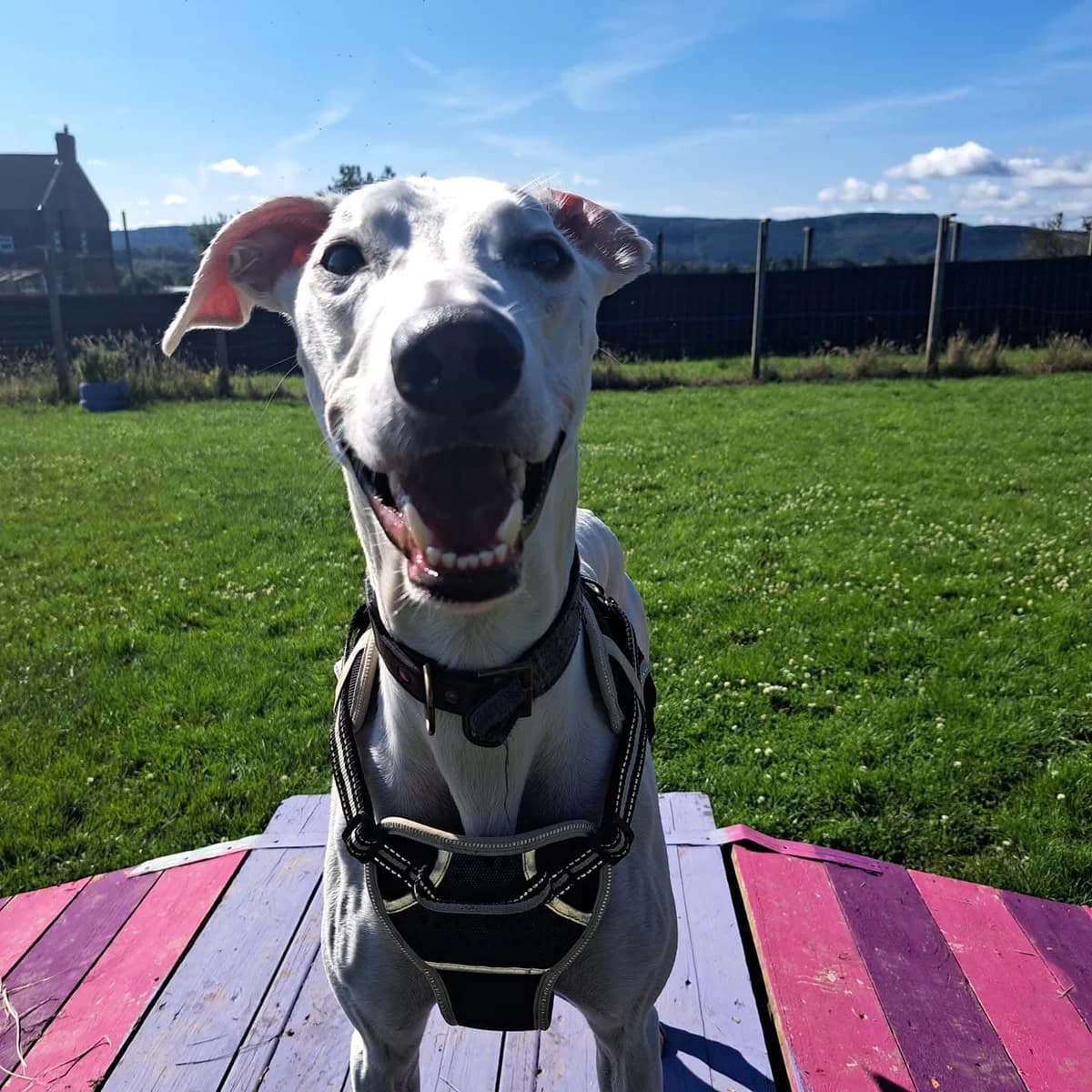 Benji, male Lurcher for adoption at Maxi
