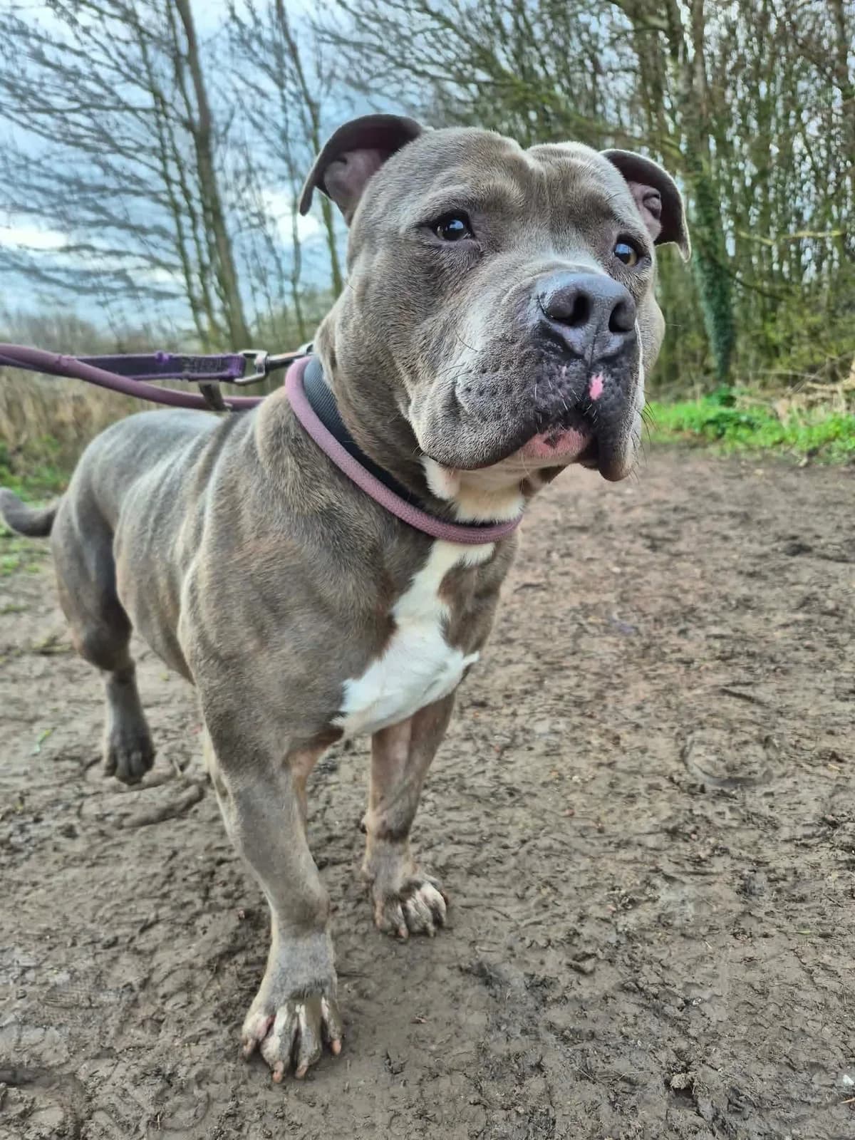 Bruno, male Staffordshire Bull Terrier for adoption at Maxi