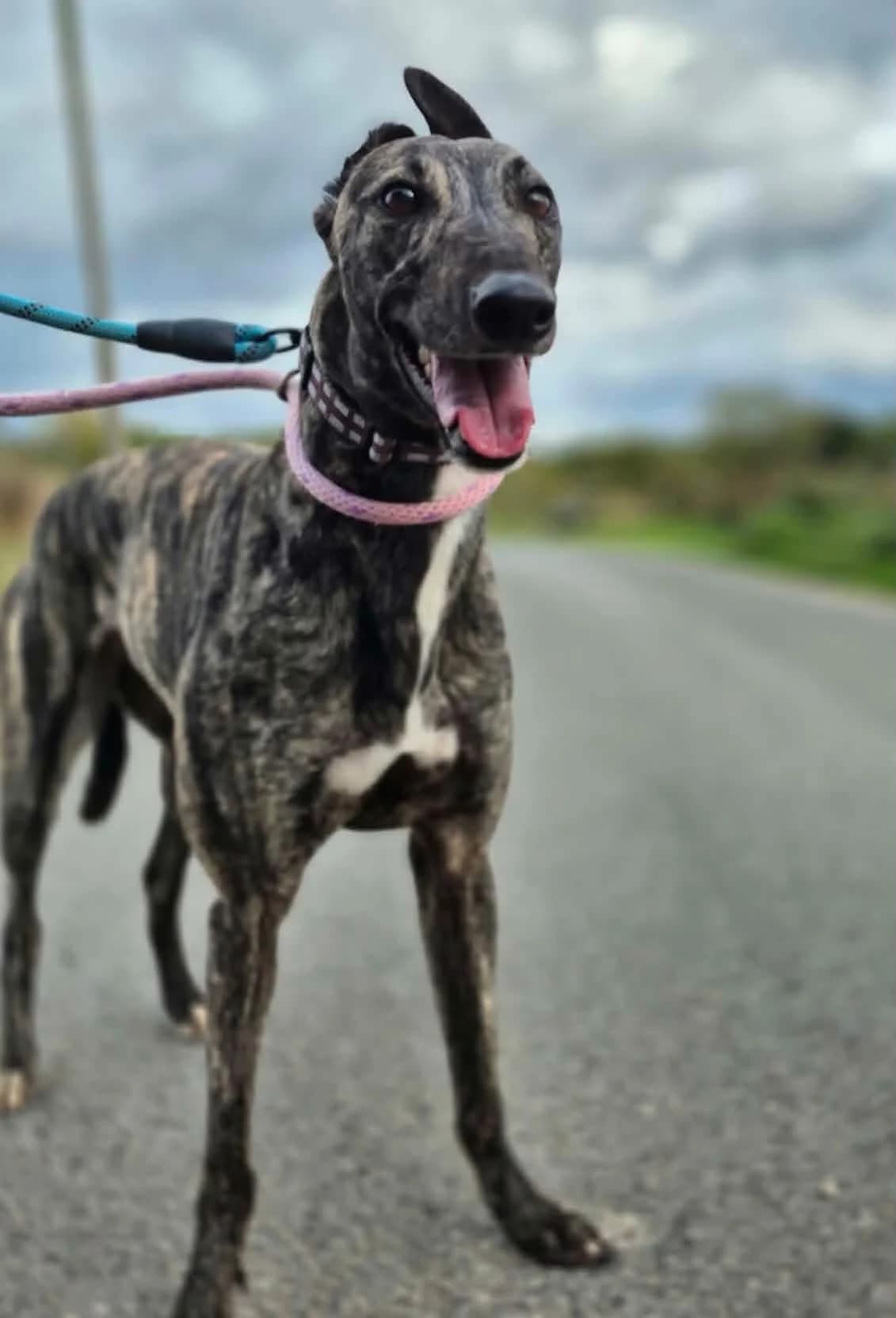 Bubbles, male Greyhound for adoption at Maxi