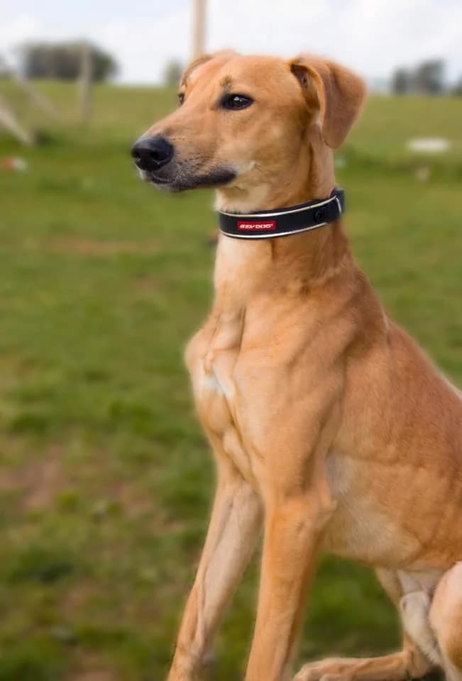 Chester, male Lurcher for adoption at Maxi