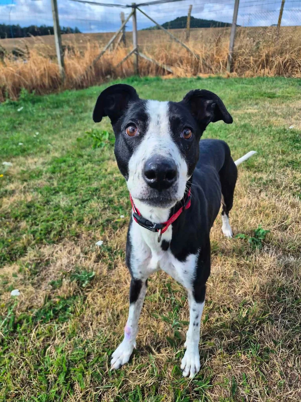 Cleo, female Lurcher for adoption at Maxi
