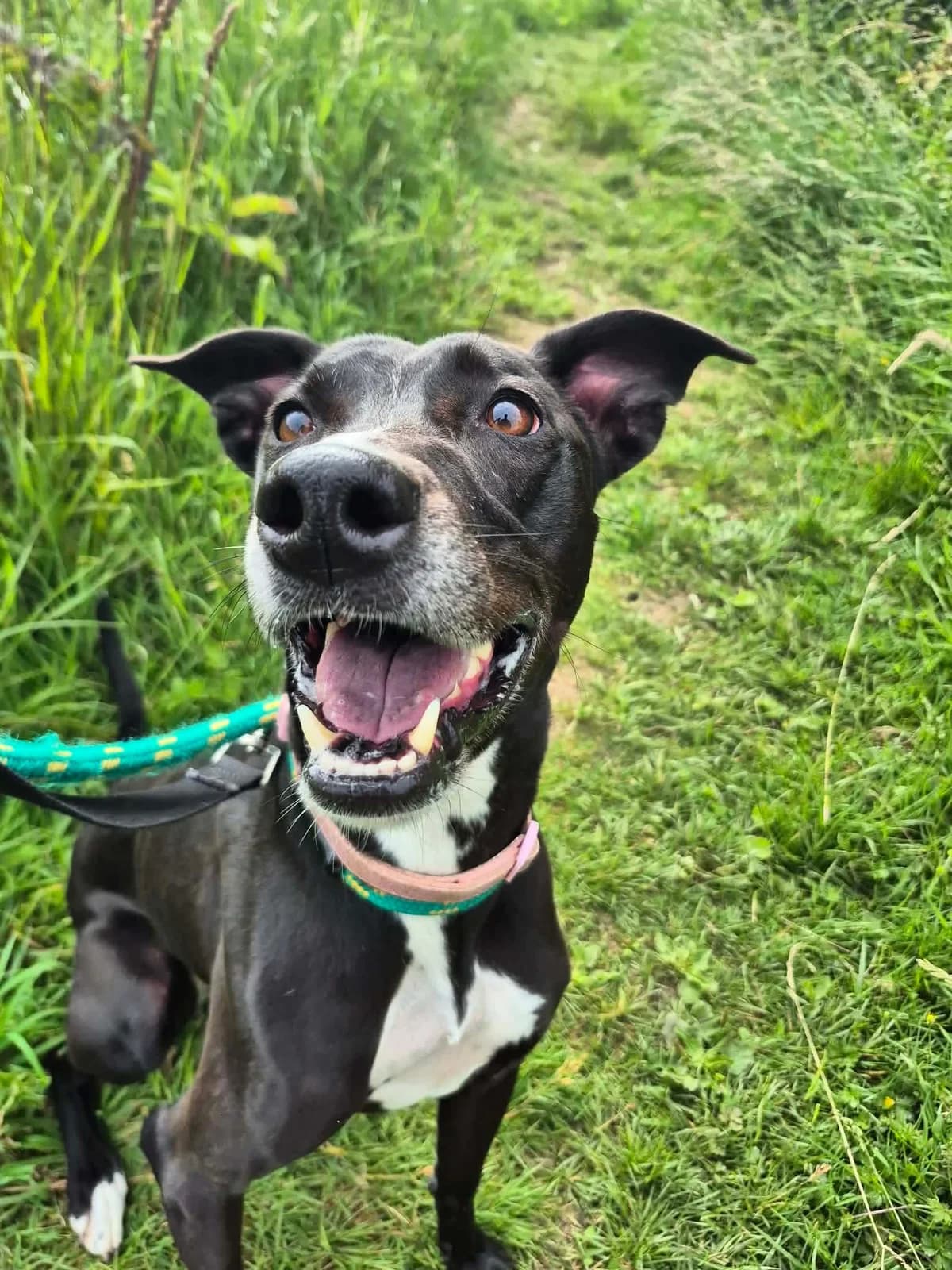 Cora, female Lurcher for adoption at Maxi