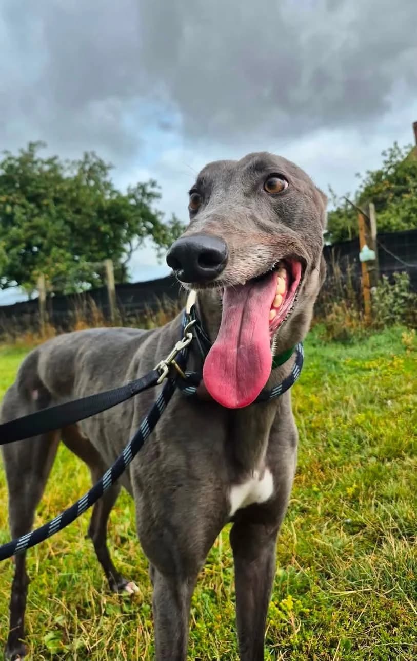 Dom, male Greyhound for adoption at Maxi