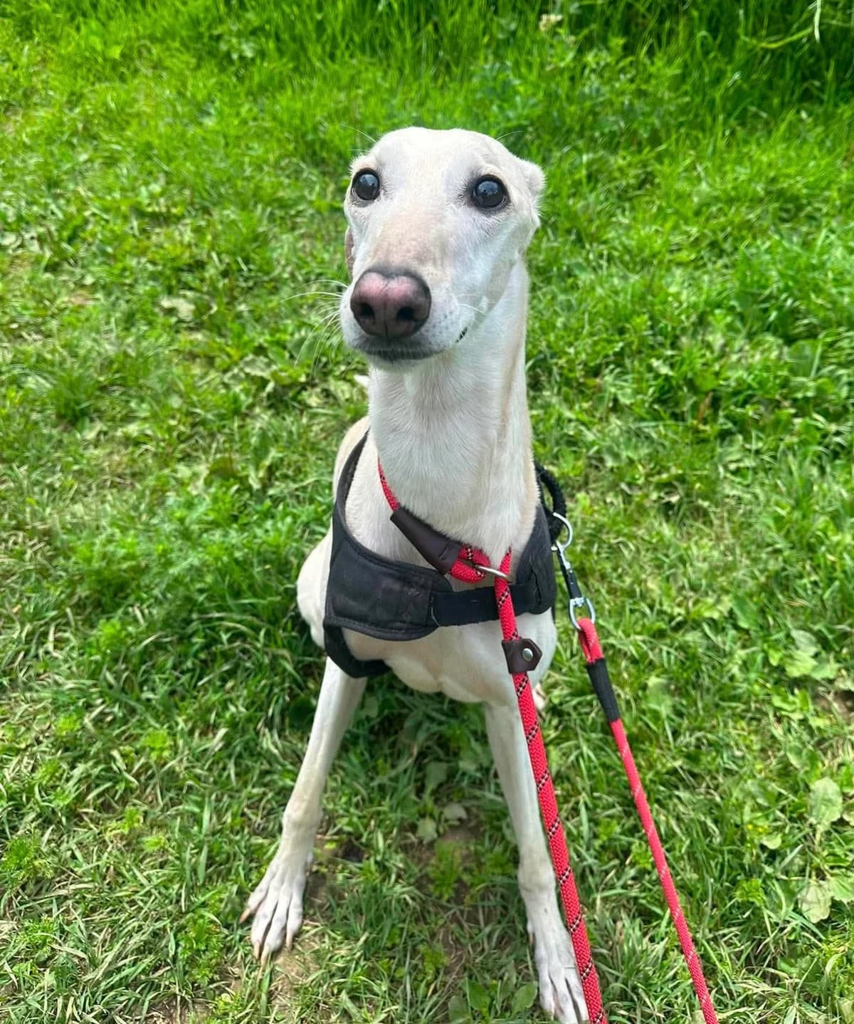 Dutch, male mixed breed for adoption at Maxi