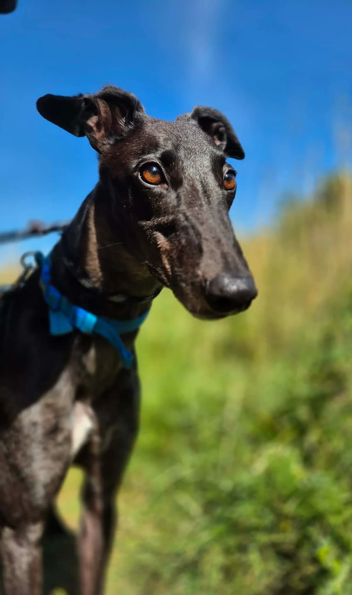 Eric, male Greyhound for adoption at Maxi