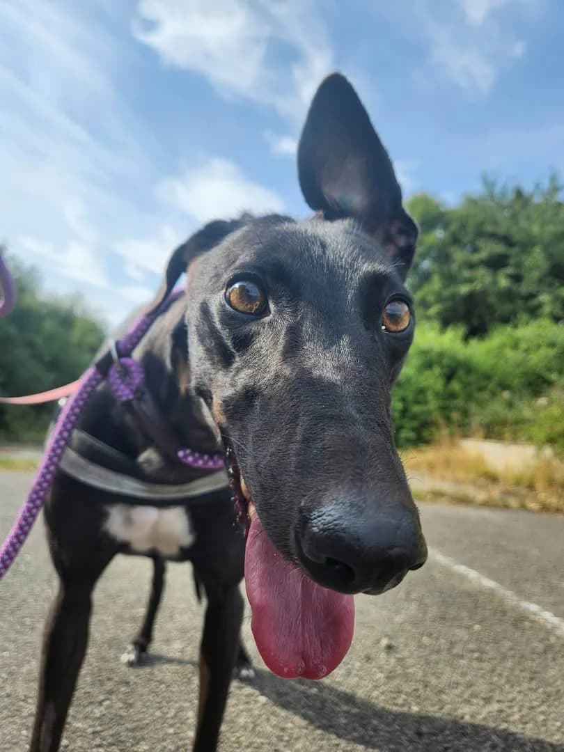 Gloria, female Greyhound for adoption at Maxi