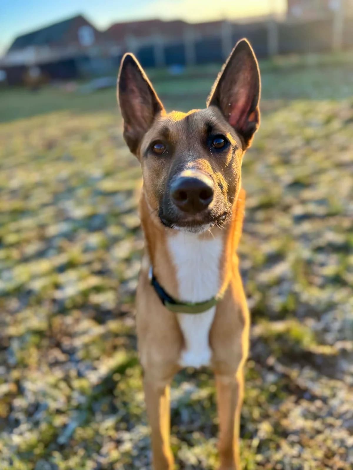 Hunter, male Lurcher for adoption at Maxi