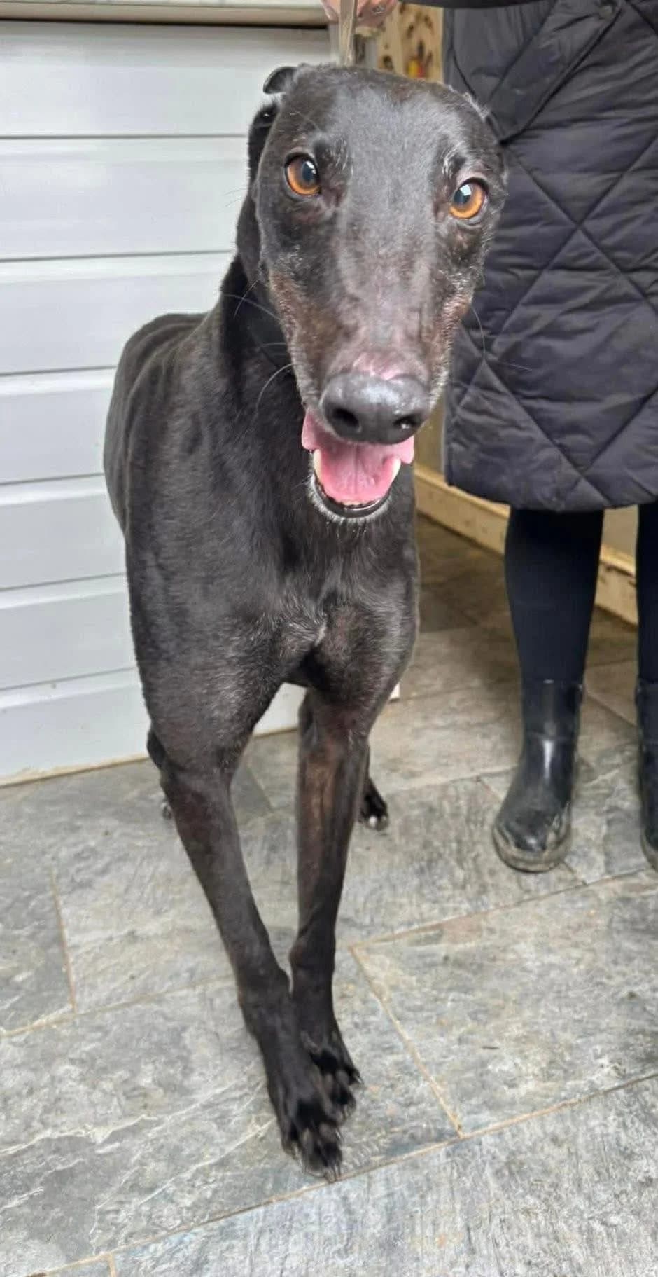 Lenny, male Greyhound for adoption at Maxi